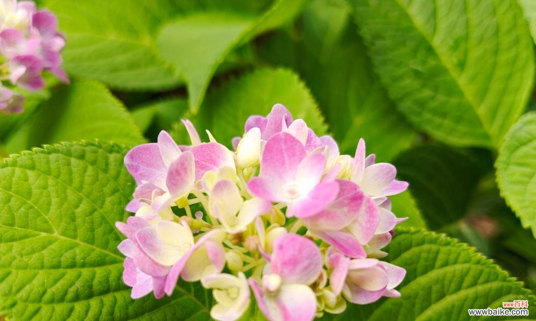 探索粉色花朵所传递的深层情感和内涵 粉色花语与其象征意义