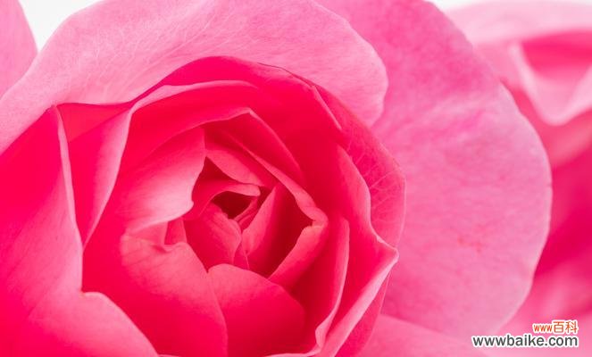 探索粉色花朵所传递的深层情感和内涵 粉色花语与其象征意义