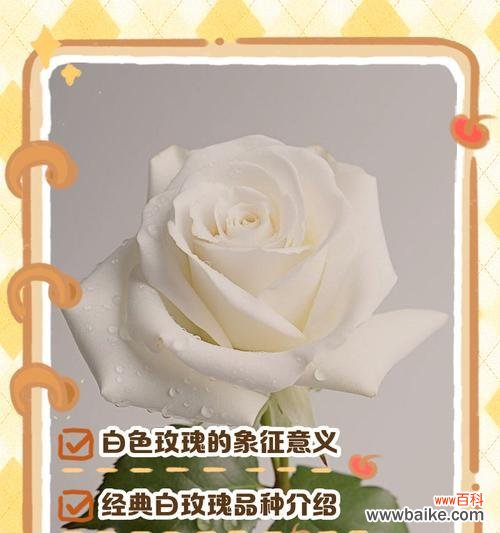 白玫瑰的深层寓意与心灵之旅 白玫瑰的花语和寓意——美丽而纯洁的象征