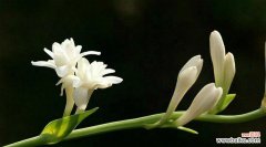 解读晚香玉花语的内涵和象征 晚香玉花语的意义