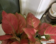 探寻万年青开花的内涵与象征 万年青开花的寓意及象征意义