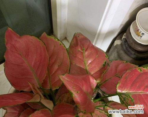 探寻万年青开花的内涵与象征 万年青开花的寓意及象征意义