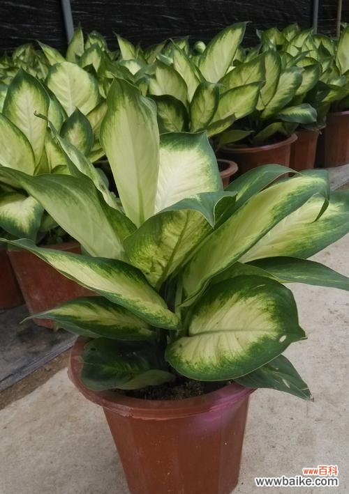 揭秘万年青开花的寓意 万年青开花