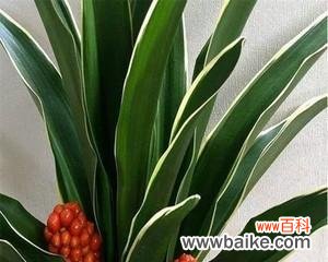 揭秘万年青开花的寓意 万年青开花