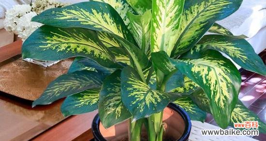 探寻万年青的象征与寓意 万年青