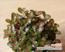 草木间的智慧与奇迹 探寻网纹草的寓意——生命与坚韧的象征