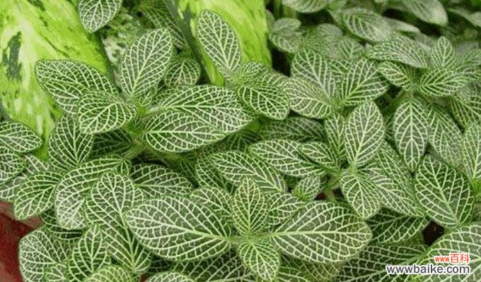 揭示网纹草的花语与生活的隐喻 网纹草花语的深刻意义