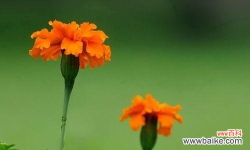 传递祝福与吉祥之花—万寿菊的花语解读 万寿菊花语的深意