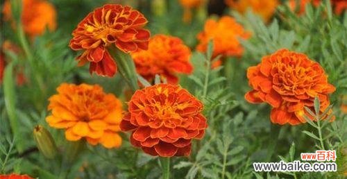 传递祝福与吉祥之花—万寿菊的花语解读 万寿菊花语的深意