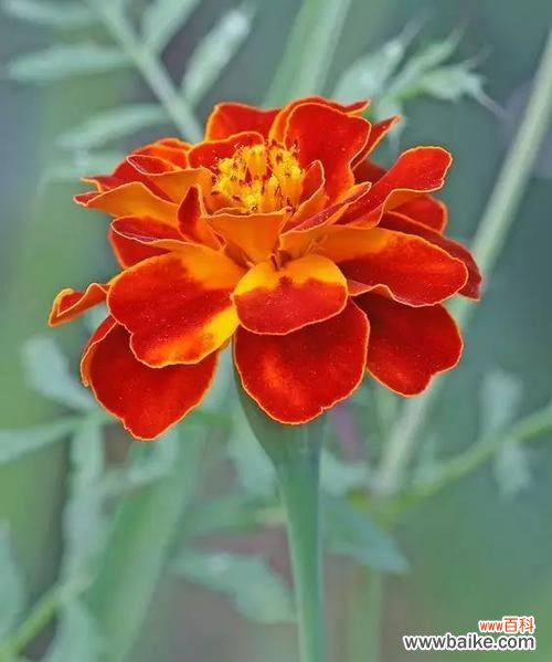 万寿菊花语的丰富内涵和历史背景 万寿菊花语的深意及其文化传承