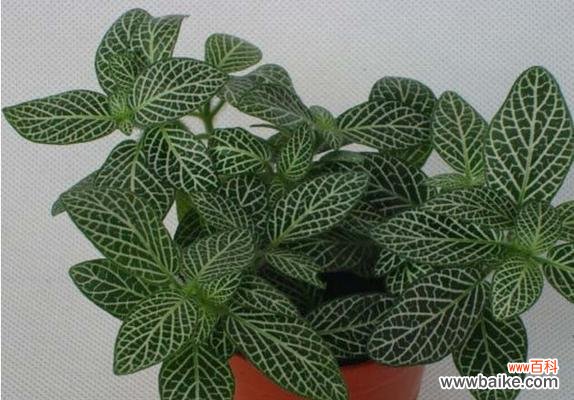 探寻网纹草背后的意义与魅力 网纹草