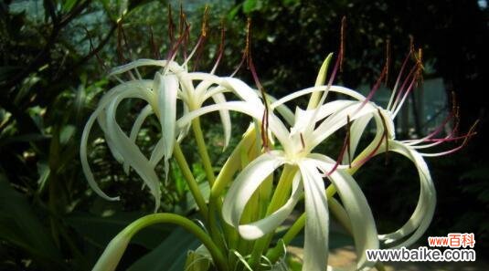 探寻文殊兰的花语 文殊兰的花语与意义