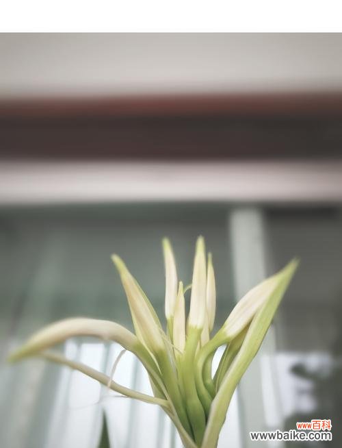 探寻文殊兰的花语 文殊兰的花语与意义