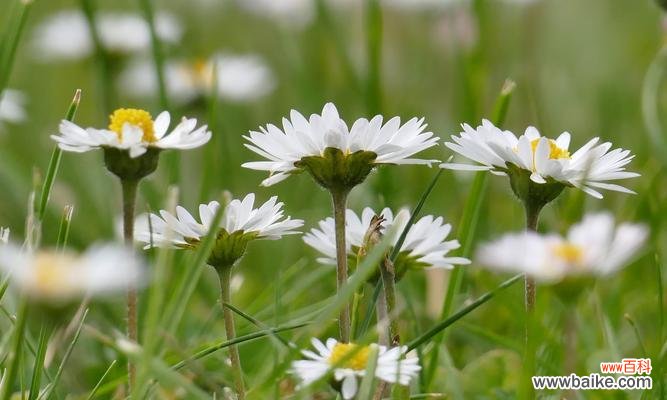 揭开小雏菊不吉利的神秘面纱 小雏菊的不吉利之谜