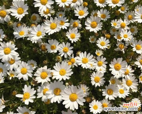 揭开小雏菊不吉利的神秘面纱 小雏菊的不吉利之谜