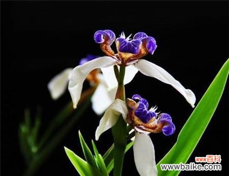 尾花鸢尾花语的寓意与象征 尾花鸢尾花语之美——传递花神的祝福