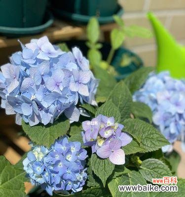 探寻夏绣球花语的神秘世界 无尽夏绣球花语的美丽与意义