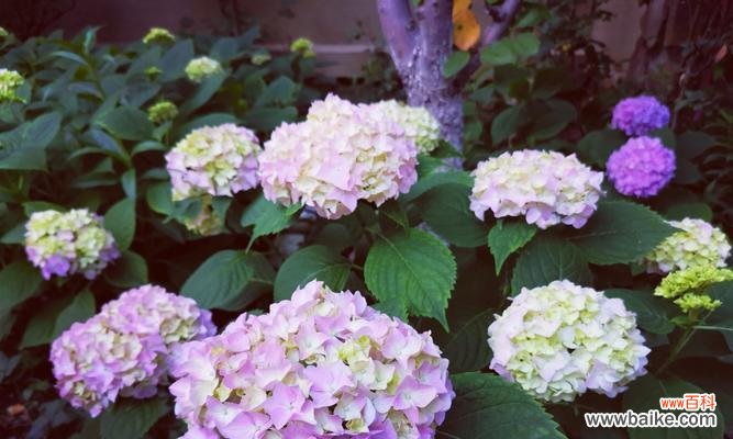 探寻夏绣球花语的神秘世界 无尽夏绣球花语的美丽与意义