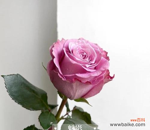 道歉与反思 以白色玫瑰的花语为主题的文章