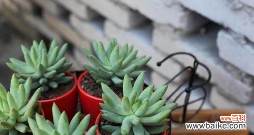 探寻多情之花的花语魅力 深情之花——以多情为主题的花语探析