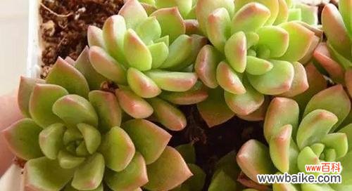 探寻多情之花的花语魅力 深情之花——以多情为主题的花语探析