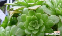 沉溺与堕落 花开堕落——以曼陀罗花的花语为主题的文章