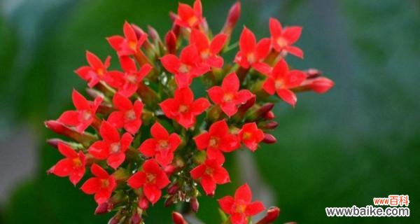 揭秘花语中的财富象征与寓意 财富之花