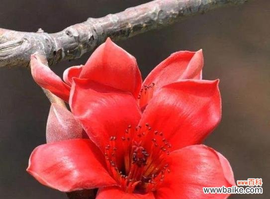 向过去告别 放手的花语