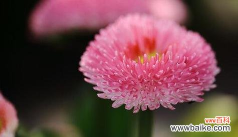 向过去告别 放手的花语