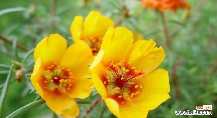 玫瑰花的五种花语及表达方式 以玫瑰花为主题的花语