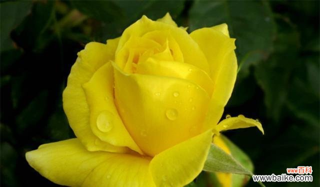 玫瑰的花语象征着分手的不舍和终结 分手的花语与意义——凋谢的玫瑰