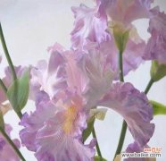 诙谐的挑战世俗偏见 讽刺的花语——以仙人掌为例