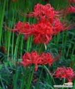 倾情奉献深深祝福 奉献之花