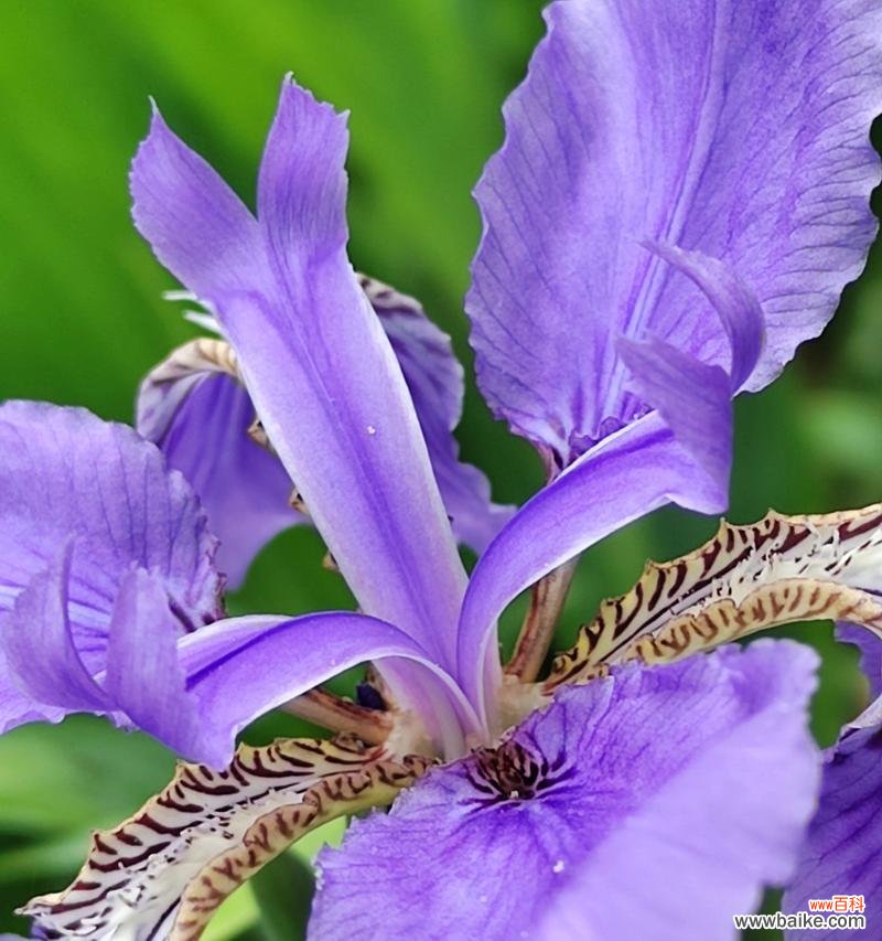 以向日葵的花语传递阳光的力量 阳光花朵的希望之语