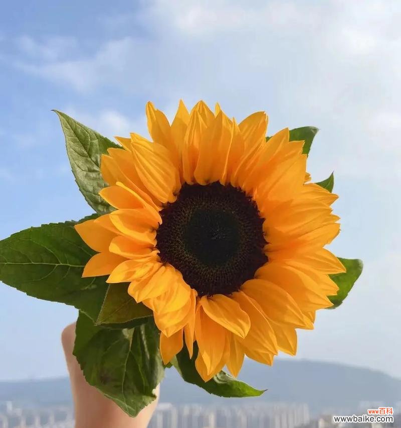 以向日葵的花语传递阳光的力量 阳光花朵的希望之语