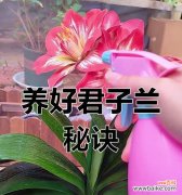 揭秘君子兰开花的神奇力量 以君子兰开花的风水寓意