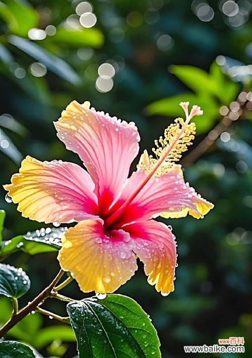 寄托夜晚的情感，守望甜蜜的梦境 晚安的花语——以百合花为主题的思念之语