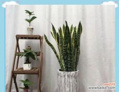 古老智慧赋予植物长寿能量，让我们一同探秘 寓意长寿的植物——延年益寿的绿色宝藏