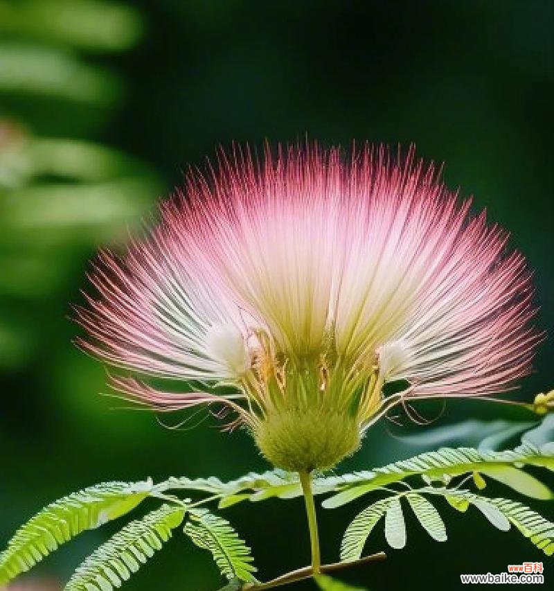 一个探寻单相思情感的花海漫游之旅 单相思之花