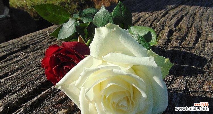 一个探寻单相思情感的花海漫游之旅 单相思之花