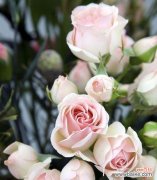 一个探寻单相思情感的花海漫游之旅 单相思之花