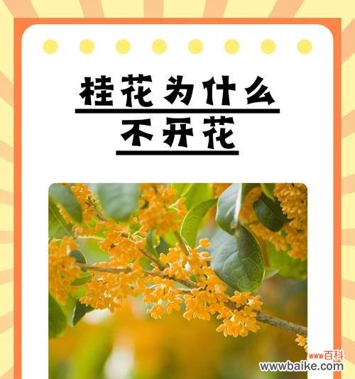 馥郁芬芳的桂花散发着美好祝福 桂花的花语