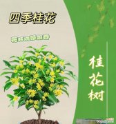 馥郁芬芳的桂花散发着美好祝福 桂花的花语