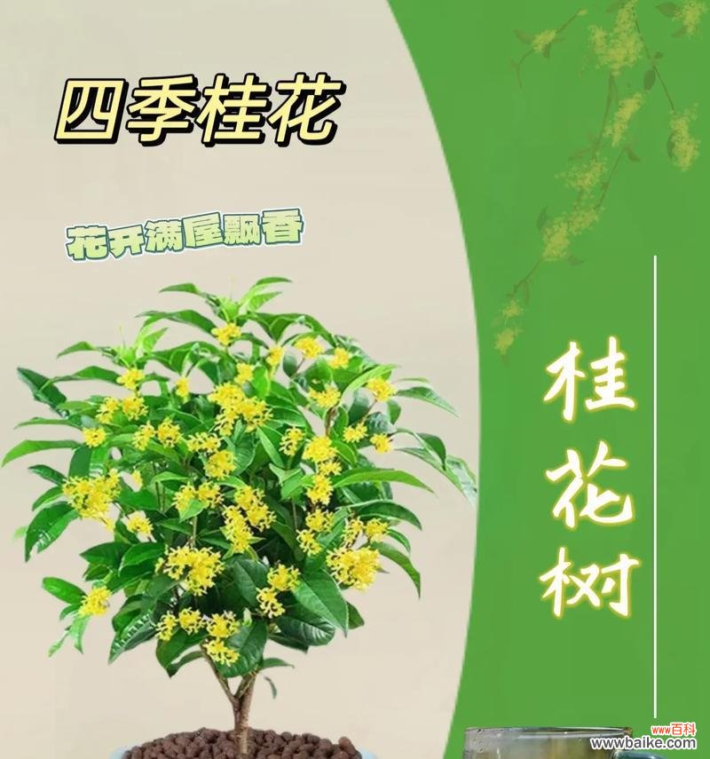 馥郁芬芳的桂花散发着美好祝福 桂花的花语