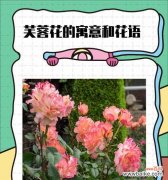 燃烧的热情，绽放的美丽 以火祭的花语与寓意