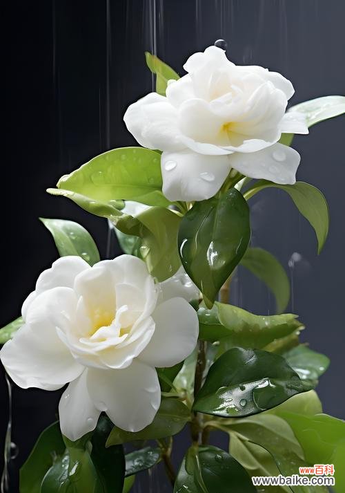 通过不同花朵的象征意义，揭示永恒爱情的美好特质 永恒的爱之花