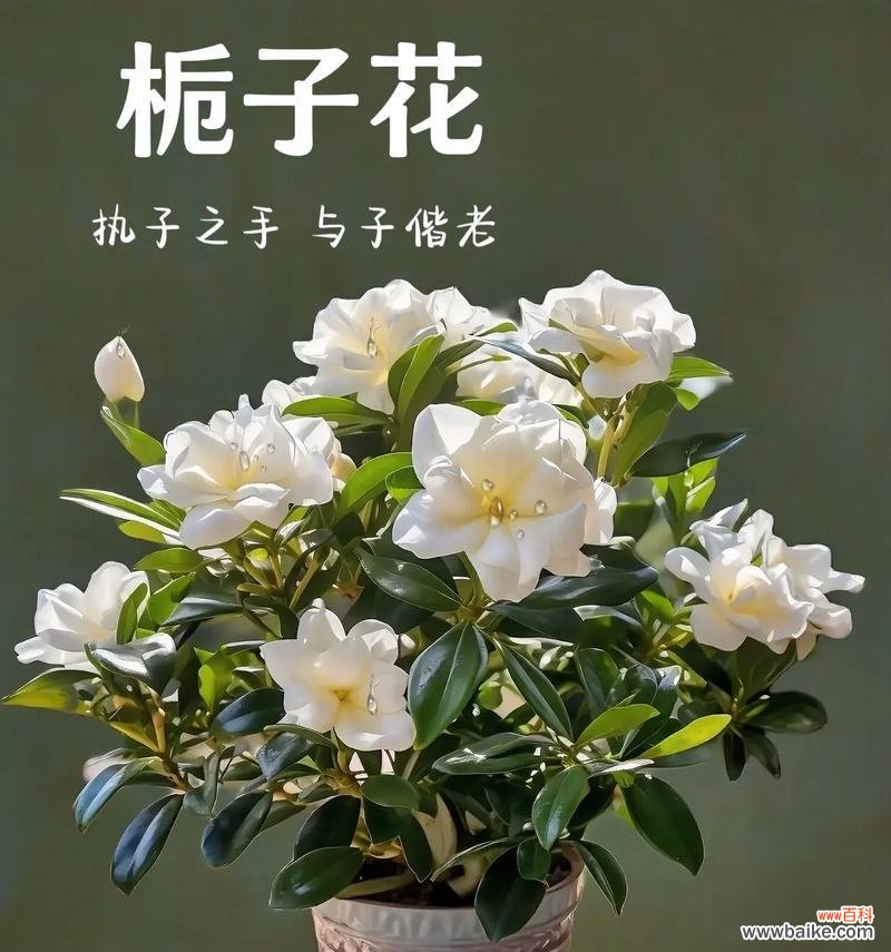 通过不同花朵的象征意义，揭示永恒爱情的美好特质 永恒的爱之花