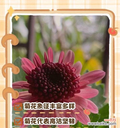 探寻绿菊花的花语和意义，以及其在人们生活中的应用 绿菊花的花语与寓意