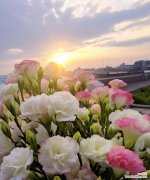 纯洁、高尚、真诚的象征 真诚之花