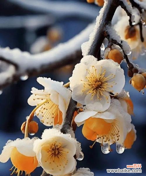 骄傲自负，心高气傲，红玫瑰告诉你什么？ 傲慢之花